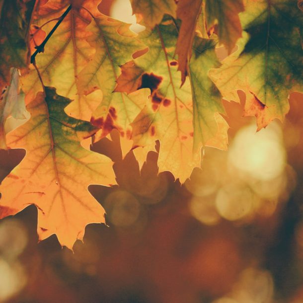 As October rolls in, it brings with it a tapestry of warm hues, crisp air, and the promise of cozy gatherings.